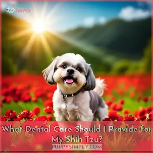 What Dental Care Should I Provide for My Shih Tzu?