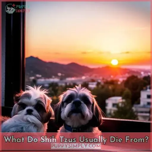 What Do Shih Tzus Usually Die From?
