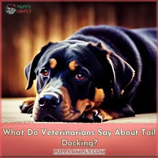 What Do Veterinarians Say About Tail Docking