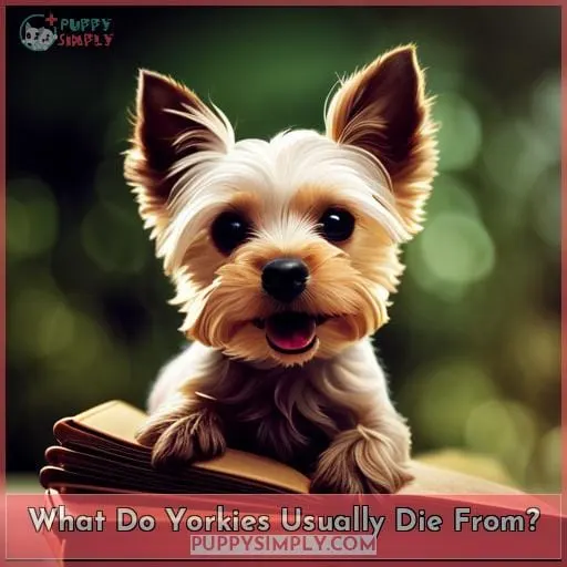 What Do Yorkies Usually Die From?
