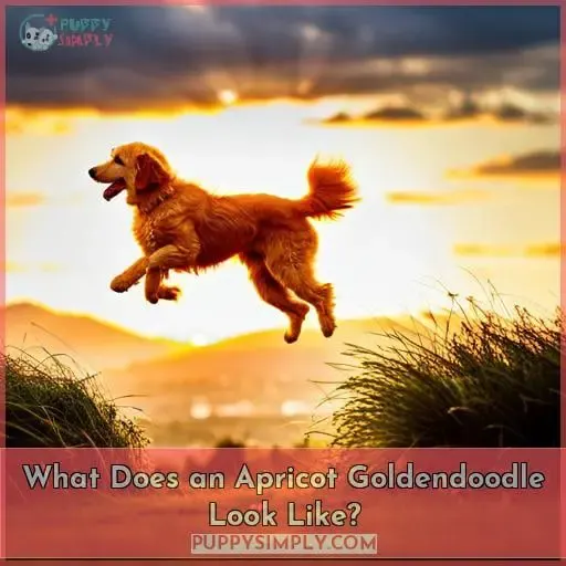 What Does an Apricot Goldendoodle Look Like?