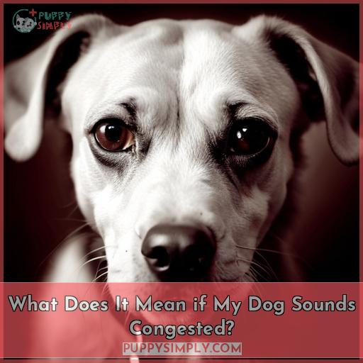 My Dog Sounds Congested Causes & How to Help