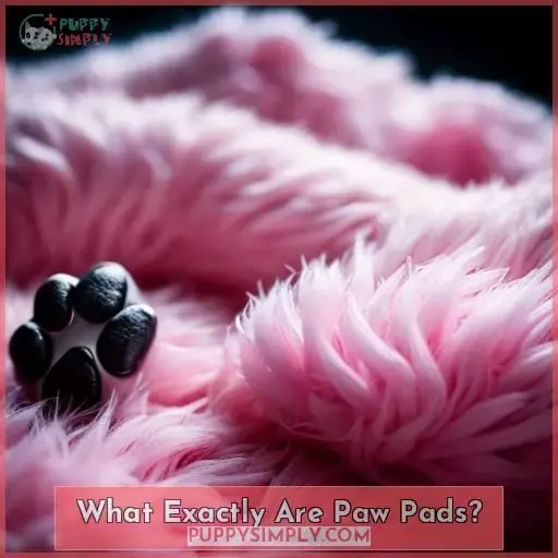 What Exactly Are Paw Pads