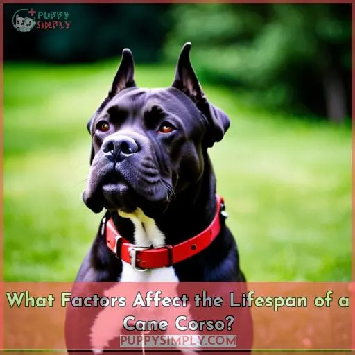 What Factors Affect the Lifespan of a Cane Corso?