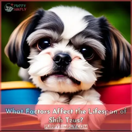 What Factors Affect the Lifespan of Shih Tzus?