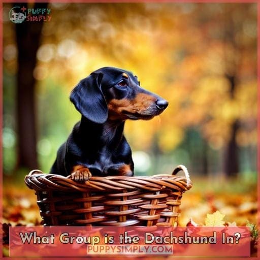 What Group is the Dachshund In?