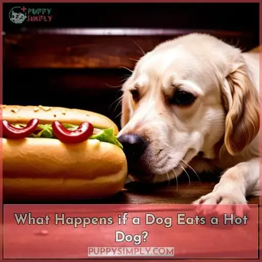 What Happens if a Dog Eats a Hot Dog