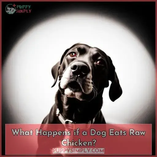 What Happens if a Dog Eats Raw Chicken?