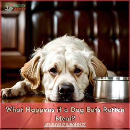 What Happens if a Dog Eats Rotten Meat?