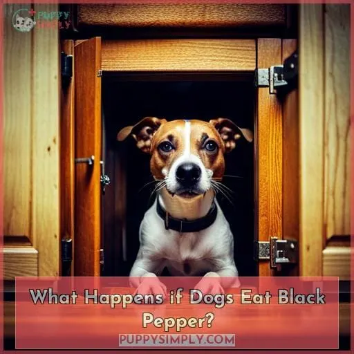 What Happens if Dogs Eat Black Pepper?