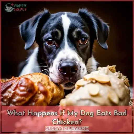 What Happens if My Dog Eats Bad Chicken?