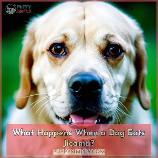What Happens When a Dog Eats Jicama?
