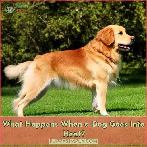 What Happens When a Dog Goes Into Heat