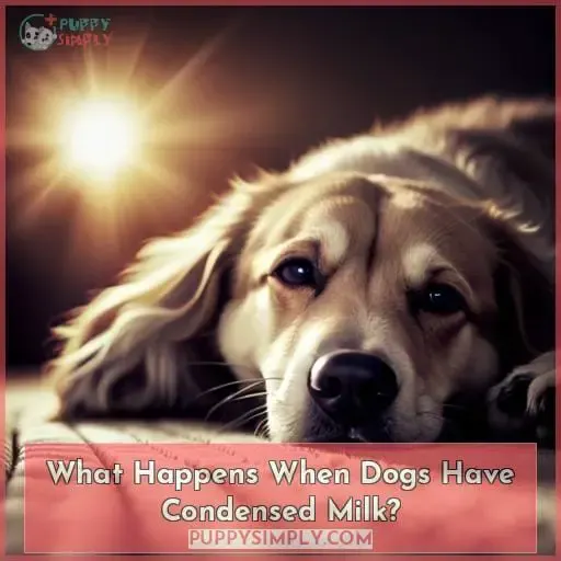 What Happens When Dogs Have Condensed Milk?