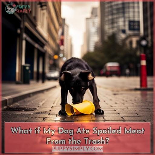 What if My Dog Ate Spoiled Meat From the Trash?