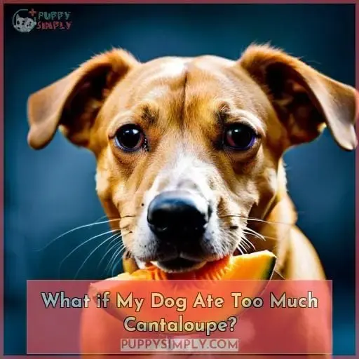 What if My Dog Ate Too Much Cantaloupe?