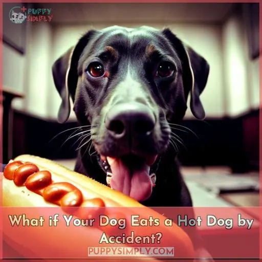 What if Your Dog Eats a Hot Dog by Accident?