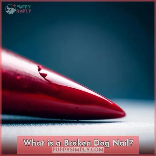 What is a Broken Dog Nail?