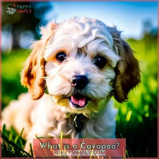 What is a Cavapoo?