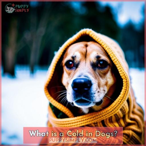 What is a Cold in Dogs?