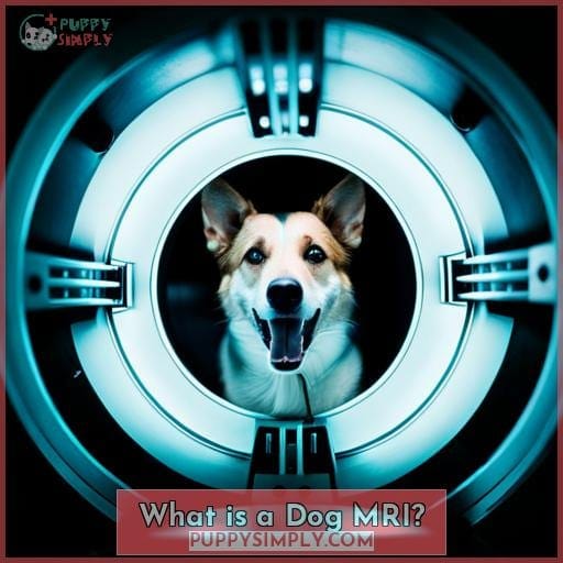 Cost of Dog MRI What to Know in 2023