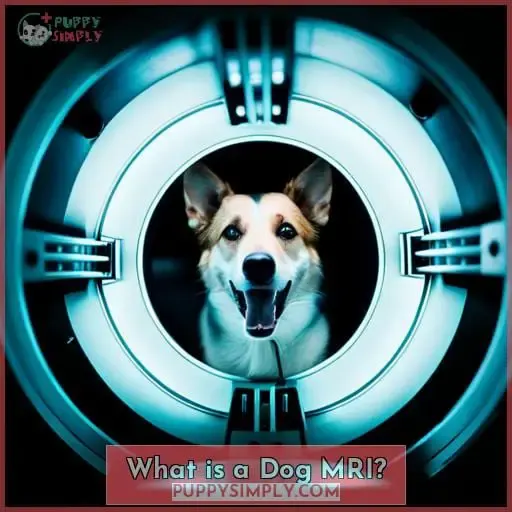What is a Dog MRI?