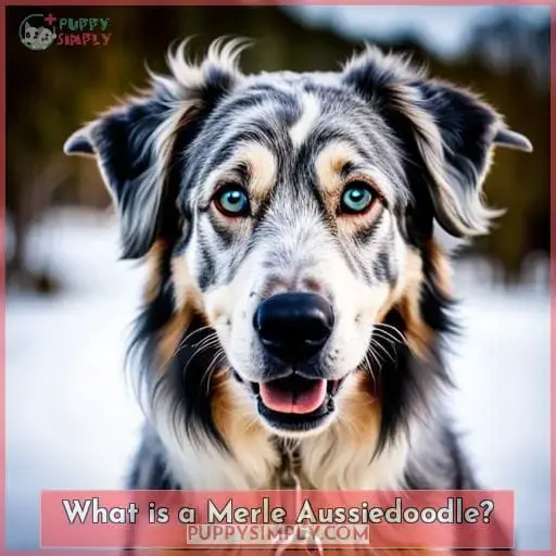What is a Merle Aussiedoodle