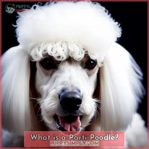 What is a Parti Poodle?