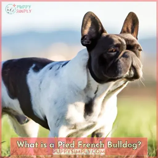 What is a Pied French Bulldog