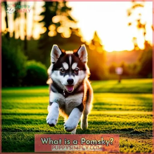 What is a Pomsky?