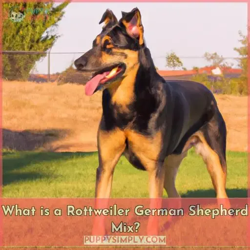 What is a Rottweiler German Shepherd Mix