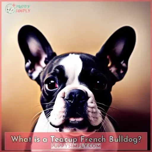 What is a Teacup French Bulldog