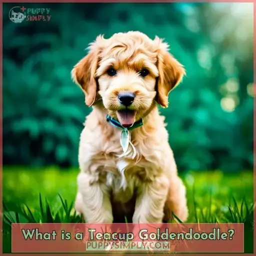 What is a Teacup Goldendoodle