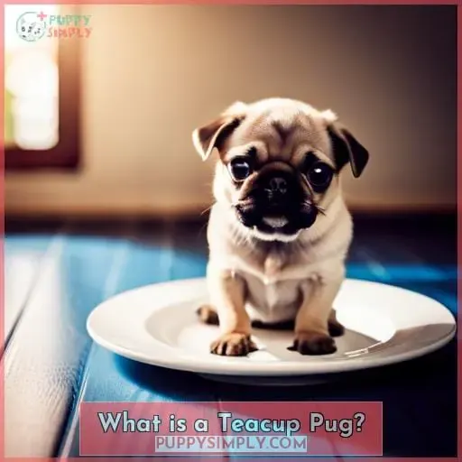 What is a Teacup Pug