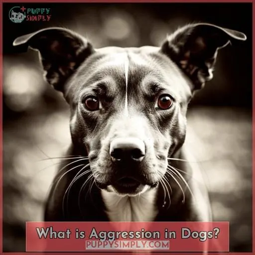 What is Aggression in Dogs