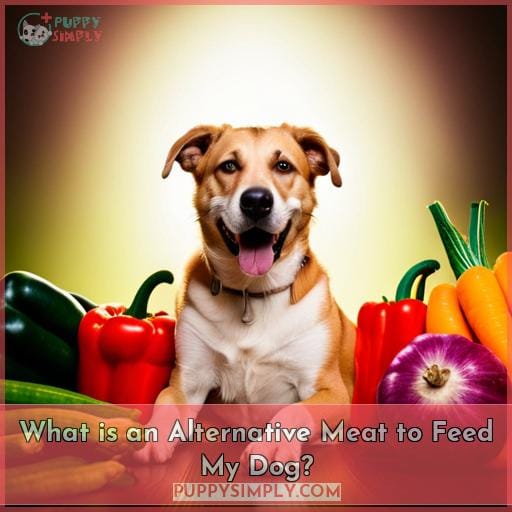 What is an Alternative Meat to Feed My Dog?