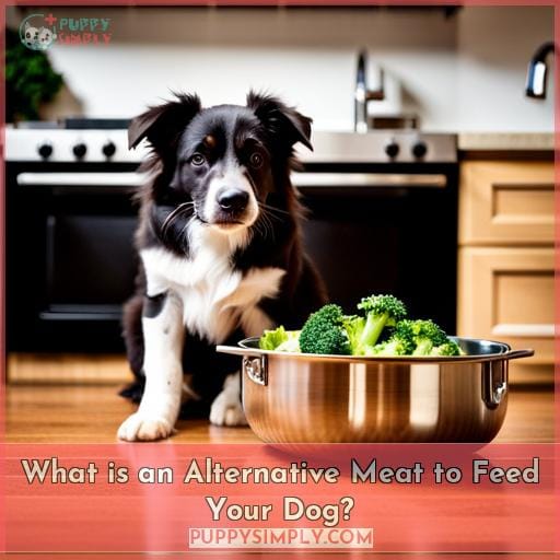 What is an Alternative Meat to Feed Your Dog