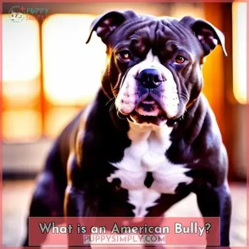 What is an American Bully?