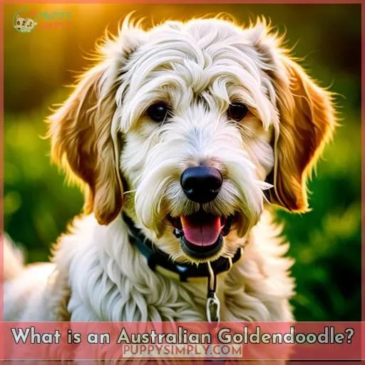 What is an Australian Goldendoodle?