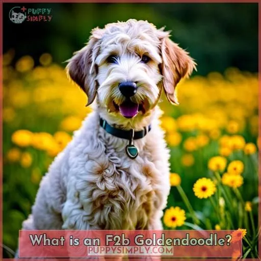 What is an F2b Goldendoodle?