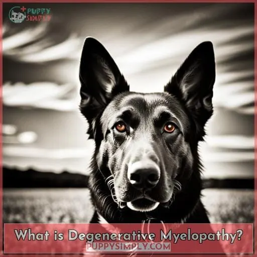 What is Degenerative Myelopathy?