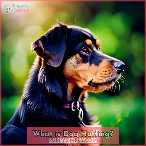 What is Dog Huffing?