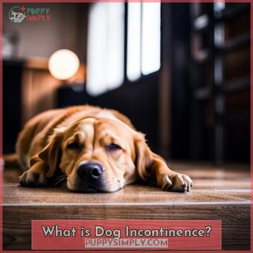 What is Dog Incontinence?
