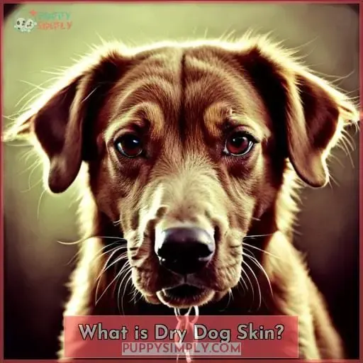 What is Dry Dog Skin?