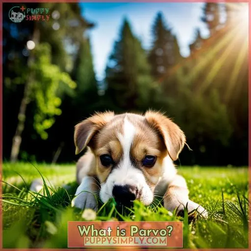 What is Parvo?