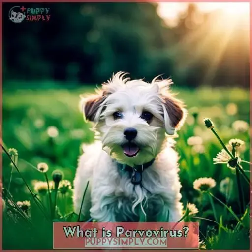 What is Parvovirus?