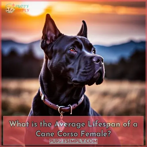What is the Average Lifespan of a Cane Corso Female?