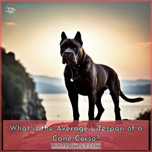 What is the Average Lifespan of a Cane Corso?