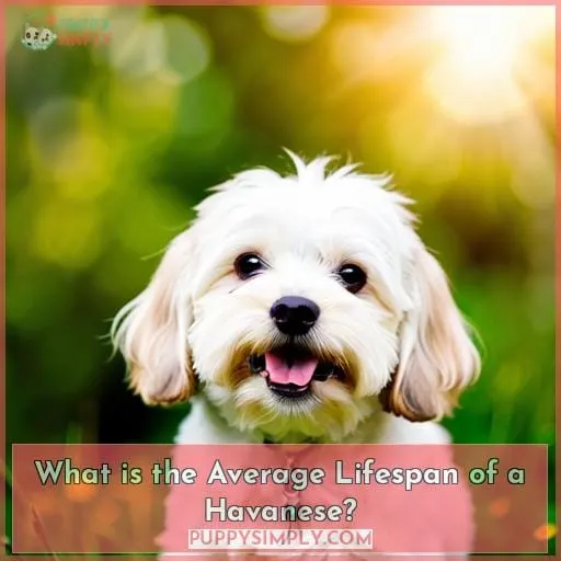 What is the Average Lifespan of a Havanese?