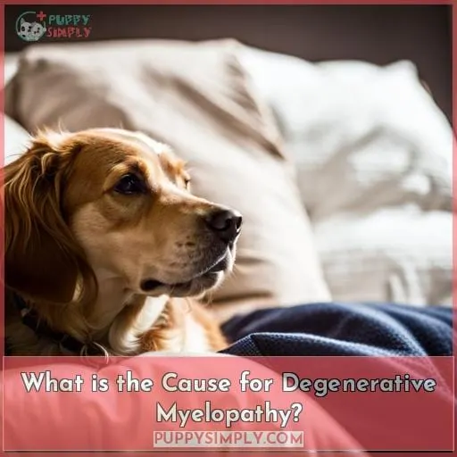 What is the Cause for Degenerative Myelopathy?